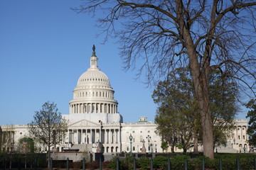 Naklejka premium US Capitol Building in Spring with trees