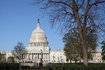 US Capitol Building in Spring with trees