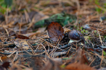 A porcini mushroom with brown head is being appeared from the forest ground, selective focus
