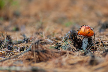 Single fly agaric mushroom with red head is being appeared from the forest ground, selective focus