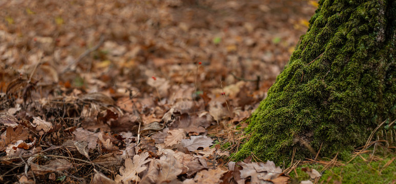 wide front view of tree trunk with green moss and fallen oak leaves all around, placeholder image