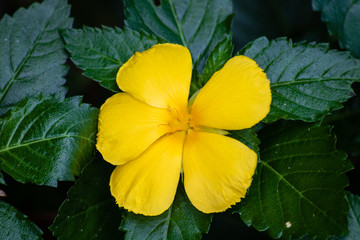 Bright yellow flower