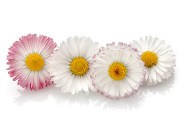 Fototapeta na wymiar Beautiful daisy flowers isolated on white background cutout