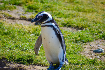 Magellanic Penguin