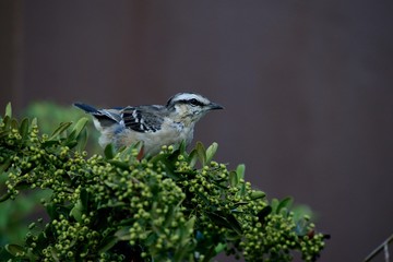 bird 2 