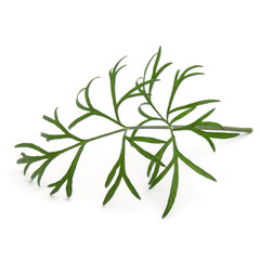 Close up shot of branch of fresh green dill herb leaves isolated on white background