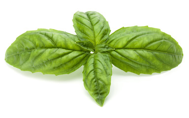 Close up studio shot of fresh green basil herb leaves isolated on white background. Sweet Genovese basil.