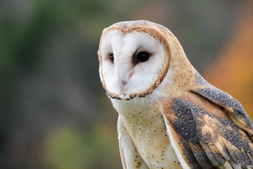 owl, barn owl, nature, bird, beige, white, predator, falconry, prey, face, white, brown,  animal, 