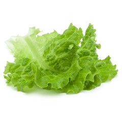 fresh green lettuce salad leaves isolated on white background