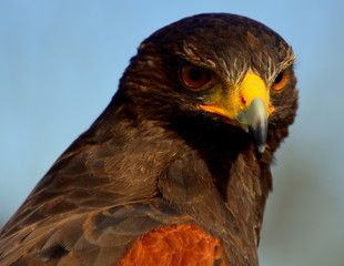 hawk, bird of prey, bird, animal. falconry eyes, piercing, nature,  beak, brown,  looking, 