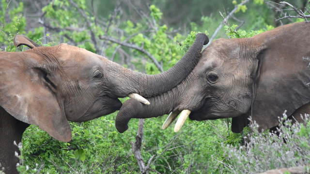 Young male elephant friends have a moment of affection following a spirited play fight. Closeup.
