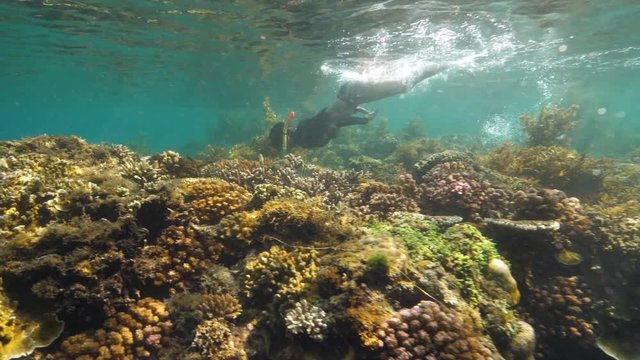 Woman snorkeling in a marine sanctuary. Tropical fish and coloful corals in sea.