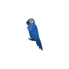 blue parrot macaw bird on white background
