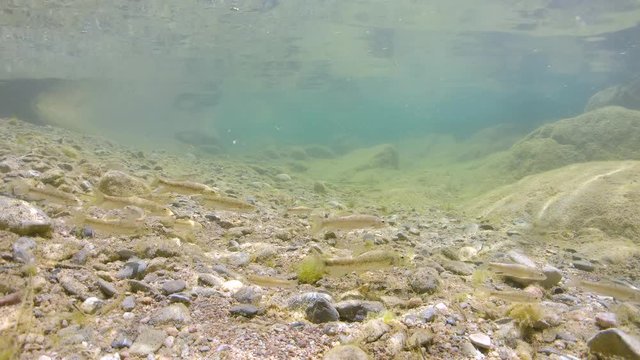Several Mediterranean barbel fish underwater in a river, Spain, La Muga, Catalonia, 59.94fps