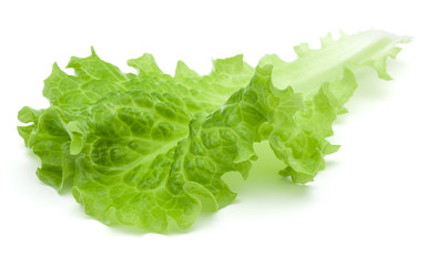 fresh green lettuce salad leaves isolated on white background