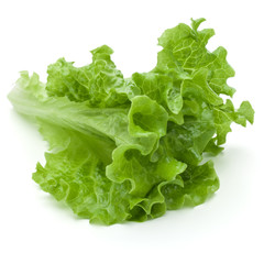 fresh green lettuce salad leaves isolated on white background