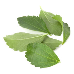 Obraz premium Stevia leaves pieces isolated om white background cut out.