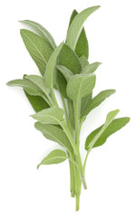 Sage herb leaves  bouquet isolated on white background cutout. Top view.