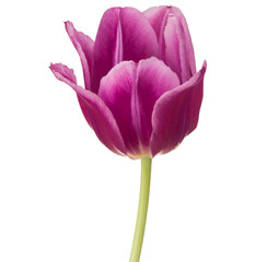 lilac tulip flower head isolated on white background