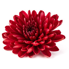 Red chrysanthemum flower isolated on white background - obrazy, fototapety, plakaty