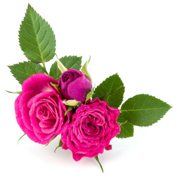 Pink Rose Flower Bouquet Isolated On White Background Cutout