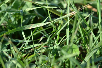 Untitled Nature
