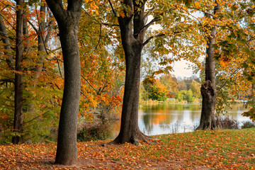 vibrant autumn trees and reflection in the lake in Szombathely at csonakazo to Lake