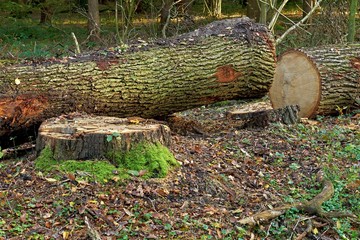 Forestry and logging. A felled big oak