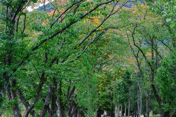 Obraz premium Greenery garden in Japan in Autumn