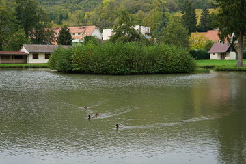 Teichlandschaft mit Enten
