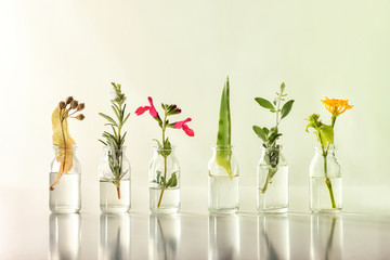 Row jars with liquid and plants inside natural medicine concept