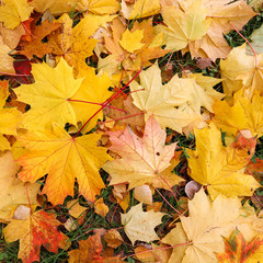 Naklejka na ściany i meble Fallen yellow maple leaves in autumn. Nature background