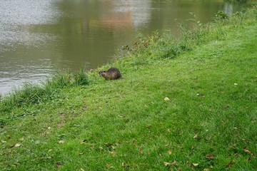Uferlandschaft mit einer Biberratte