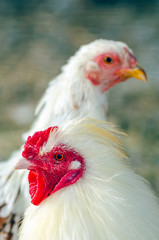 Close-up portrait of a rooster on a chicken farm