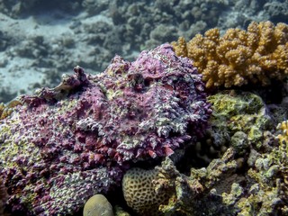 Reef Stonefish (Synanceia verrucosa) in the Red Sea