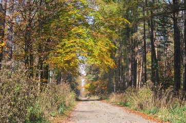 Fototapeta premium Beautiful autumn landscape. Path in the woods among colorful trees.