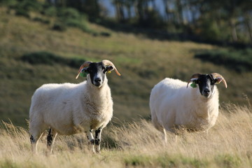 Fototapeta premium sheeps