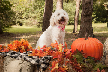dog with pumpkin autumn