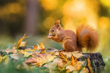 Fototapeten Niedliches rotes Eichhörnchen mit flauschigem Schwanz, das auf einem Baumstumpf sitzt, der mit bunten Blättern bedeckt ist, die sich von Samen ernähren. Sonniger Herbsttag in einem tiefen Wald. Verschwommener gelber und brauner Hintergrund. © Lioneska