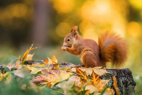 Fototapeta Cute red squirrel with fluffy tail sitting on a tree stump covered with colorful leaves feeding on seeds. Sunny autumn day in a deep forest. Blurry yellow and brown background.