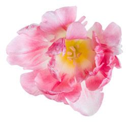 spring pink tulip flower head isolated on white background closeup. Tulip in air, without shadow. Top view, flat lay.