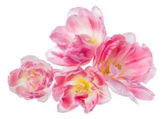 Naklejka na ściany i meble Bouquet of spring pink tulip flower heads isolated on white background closeup. Flowers bunch in air, without shadow. Top view, flat lay.