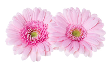 Bouquet of two   pink tulips flowers isolated on white background closeup. Flowers bunch in air, without shadow. Top view, flat lay.