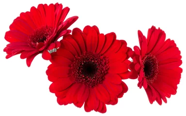 Zelfklevend Fotobehang Three   red gerbera flower heads isolated on white background closeup. Gerbera in air, without shadow. Top view, flat lay. © Natika