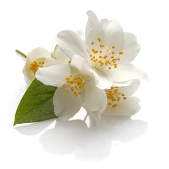 Jasmine flowers isolated on white background cutout