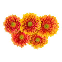 Bouquet of   orange gerbera flower heads isolated on white background closeup. Flowers bunch in air, without shadow. Top view, flat lay.