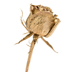 One gold rose isolated on white background cutout. Golden dried flower head, romance concept.