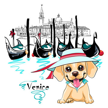 Vector cute little white puppy Labrador Retriever dog in Venice, Italia.