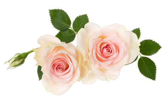 two pink roses isolated on white background closeup. Rose flower bouquet in air, without shadow. Top view, flat lay.