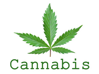 Green leaf cannabis symbol of a medical plant isolated on a white background.cannabis advertising logo